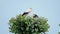 Two storks