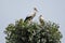 Two storks