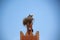 Two storks in a big nest near FÃ¨s in Morocco.