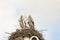 Two storks build a nest on the chimney of a house. Above an owl sign with white swans. A triangle and decoration on it