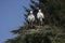 Two storks building a nest