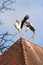 two storks fight on a roof ridge