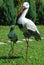 Two storks on a green lawn