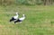 Two Storks on a meadow