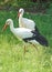 Two storks in a meadow