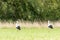 Two Storks in the meadow