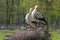 Two Storks in the nest