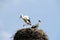 Two storks in the nest