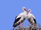 Two storks in the nest