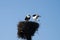 Two storks in the nest with chicks on a lamppost in the Novgorod region, Russia