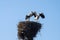 Two storks in the nest with chicks on a lamppost in the Novgorod region, Russia