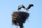Two storks in the nest with chicks on a lamppost in the Novgorod region, Russia