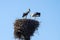 Two storks in the nest with chicks on a lamppost in the Novgorod region, Russia