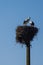 Two storks in the nest with chicks on a lamppost in the Novgorod region, Russia