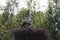 two storks with one chick in their nest in a floodplain forrest on top of a tree