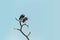 two storks perched in a dead tree on the background of blue sky. India, national Park.