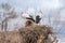 Two storks perched on their nests in a treetop