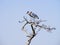 Two storks perching on a dead tree