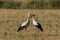 Two storks resting in a field in Provence for winter migration