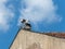 Two storks stand on a chimney in its nest, blue sky in background.