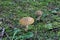 Two strange mushrooms grow on the ground covered with small green grass in the forest