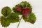 two strawberries with gray rot fungal disease