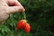 two strawberries large berry in hand on a green background close