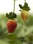 Two strawberries on twigs