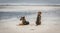 Two stray dogs on a beach in Panama.