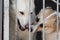 Two stray dogs in a cage behind the bars of an aviary in a shelter for dogs or stray animals against a blurred background. The