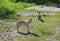 Two stray dogs on a green street