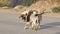 Two stray dogs play on asphalt road