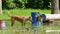 Two stray dogs play in the pool of the park.