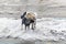 two stray dogs roaming the snowy city streets, winter bear and stray dogs