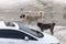 two stray dogs roaming the snowy city streets, winter bear and stray dogs