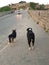 Two stray dogs stand on the road and look at passing cars