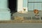 Two Stray Dogs on Street in Cuba