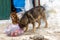 two stray dogs take away garbage bags at winter day under snowfall