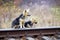 Two stray dogs are about to cross the railroad. Life of animals in the industrial zone