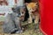 Two stray kittens sitting outdoors. Animals rescue, pets, animals concept.