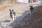 Two stray mongrel dogs stand on a country road and look at the camera.