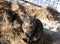 Two stray striped cats sit on the straw on a sunny winter day on a farm