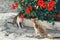 Two stray tabby cats sniffing red flowers