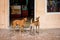 Two Street Dogs outfront a shop