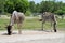 Two striped african animals