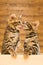 Two striped cats kiss each othe