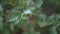 Two striped Colorado beetles mate sitting on a leaf of a potato bush