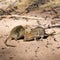 Two striped field mice on the Kalahari South Africa