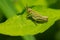 Two-striped Grasshopper - Melanoplus bivittatus