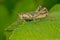 Two-striped Grasshopper - Melanoplus bivittatus